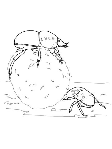 Flightless Dung Beetles Coloring Page